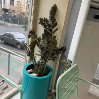 ۲ عدد پاف و گلدان ها و اینه به فروش میرسد