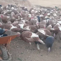 بوقلمون کرچ