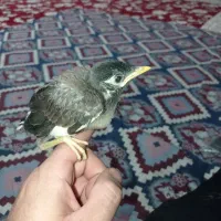 مینا