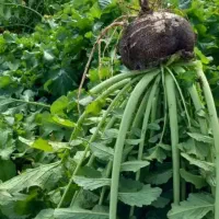 ترب برگ شیشه ای شیرین و ترد آبدار|خوردنی و آشامیدنی|تالش, هشتپر|دیوار