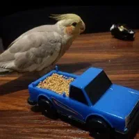 عروس هلندی ماده ۹ ماهه اینا