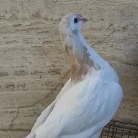 سلام خال سو هفرنگ داره نر درشت پرشی و جفتگاه