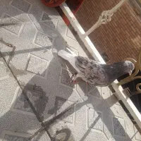 کبوتر خال کرم سرور و سرور زرد|پرنده|صفادشت, |دیوار