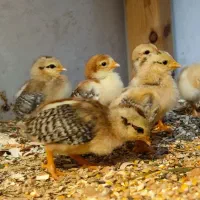 مرغ و خروس گلین لری|حیوانات مزرعه|گرگان, |دیوار