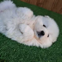 توله ساموئید نر و ماده