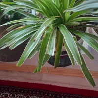 انواع گل و گیاه اپارتمانی|گل و گیاه طبیعی|مهاباد (آذربایجان غربی), |دیوار