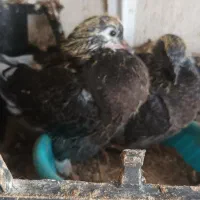 فروش کبوتر پرشی|پرنده|ساری, |دیوار