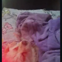 سگ گمشده درجاده برزول به سمت فارسبان|سگ|زرین دشت (همدان), |دیوار