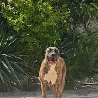 سگ ژرمن ، پیت بول ، باکسر|سگ|اصفهان, طامه|دیوار