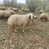 قوچ سنجابی اصیل