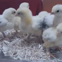 جوجه برهما لایت اصیل