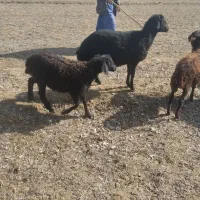 بره نر دشتی|حیوانات مزرعه|فیروزآباد (آذربایجان), |دیوار