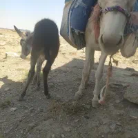 شیر خردرمان هردرد|خوردنی و آشامیدنی|کبودرآهنگ, |دیوار