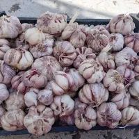 سیر|خوردنی و آشامیدنی|قروه, |دیوار