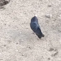 کبوتر موشی دوخت و پلاک سفید