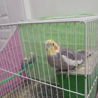 یک عروس هلندی ودو مرغ عشق فروشی