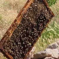 کندودار حرفه ای