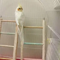 عروس هلندی لوتینو ماده|پرنده|اصفهان, ملک|دیوار