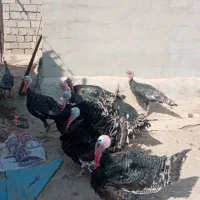 مزرعه حیوانات