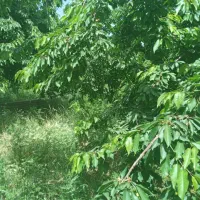 باغ میوه|فروش زمین و ملک کلنگی|خلجستان, |دیوار