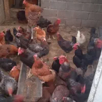 مرغ تخمگذار