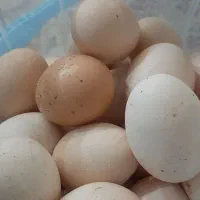 تخم مرغ محلی درشت اکثرا دو زرده
