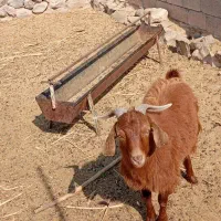 بزغاله دورگه|حیوانات مزرعه|گزیک, |دیوار