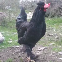 فروش خروس سلطان|حیوانات مزرعه|کلارآباد, |دیوار