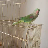 شا طوطی