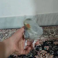 طوتی.عروس   دستی تک