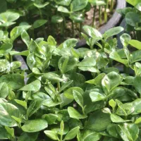 سبزه نارنج عید 1405