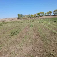 یونجه چین دوم|حیوانات مزرعه|اردبیل, |دیوار