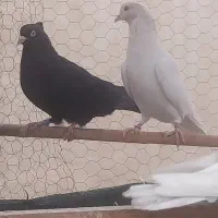 کبوتر|پرنده|گرمسار, |دیوار