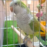 طوطی راهب سبز دستی