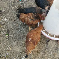 جوجه محلی|حیوانات مزرعه|طبس, |دیوار