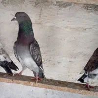 کبوتر|پرنده|قشم, |دیوار