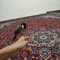 مینا .مرغ عشق.طوطی.قناری