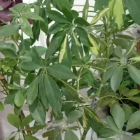 گیاهان اپارتمانی
