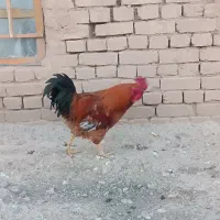 خروس محلی جوان