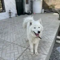 سگ سامویید فوری