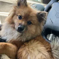 واگذاری سگ پامر