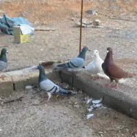 ۵ تا ماده پلاکی