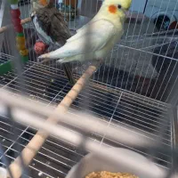 عروس هلندی زبل و زرنگ