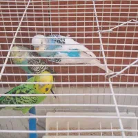 فروش پرنده|پرنده|مشهد, نوده|دیوار