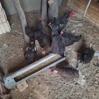 فروش مرغ