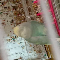 طوطی برزیلی خاص و زیبا|پرنده|تهران, حر|دیوار