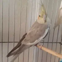 1جفت عروس هلندی