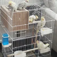 6عدد جوجه عروس هلندی|پرنده|ابهر, |دیوار