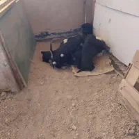 سگ پا کوتاه|سگ|کنگاور, |دیوار