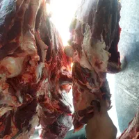 گوشت گوساله درجه یک|خوردنی و آشامیدنی|اصفهان, جاوان|دیوار